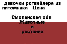 девочки ротвейлера из питомника › Цена ­ 15 000 - Смоленская обл. Животные и растения » Собаки   